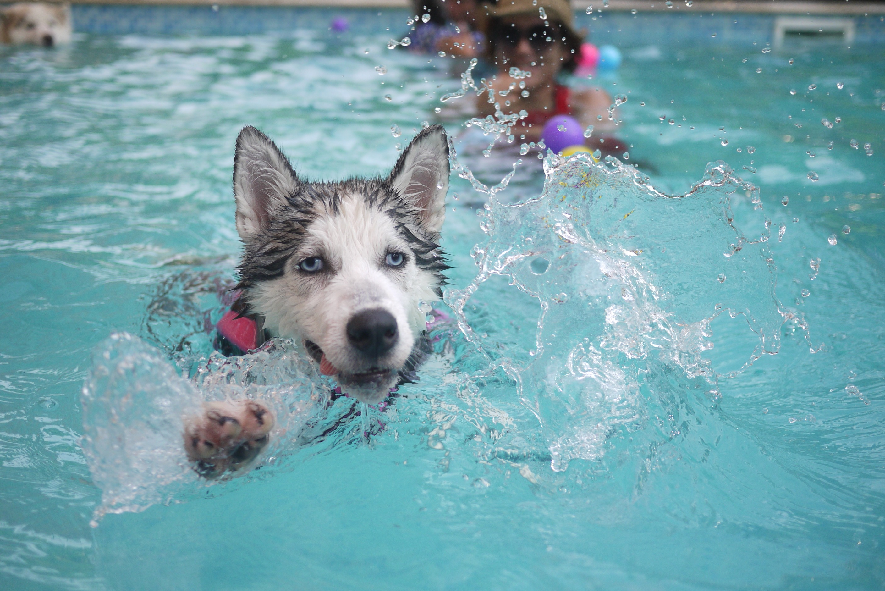 Resultado de imagen de perritos en la piscina