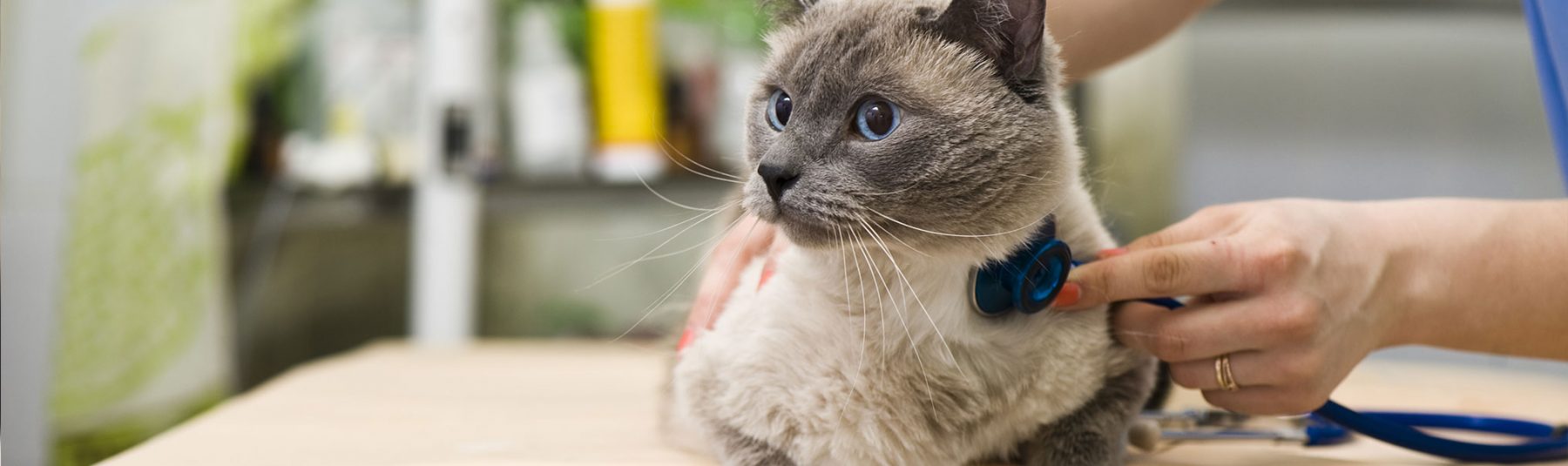 Cat Vaccinations Feline Shots & Treatments Moncton Animal Hospital