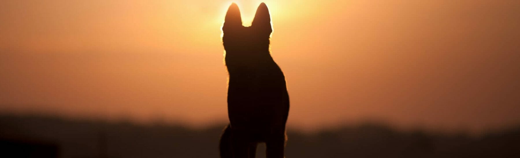 Dog at Sunset