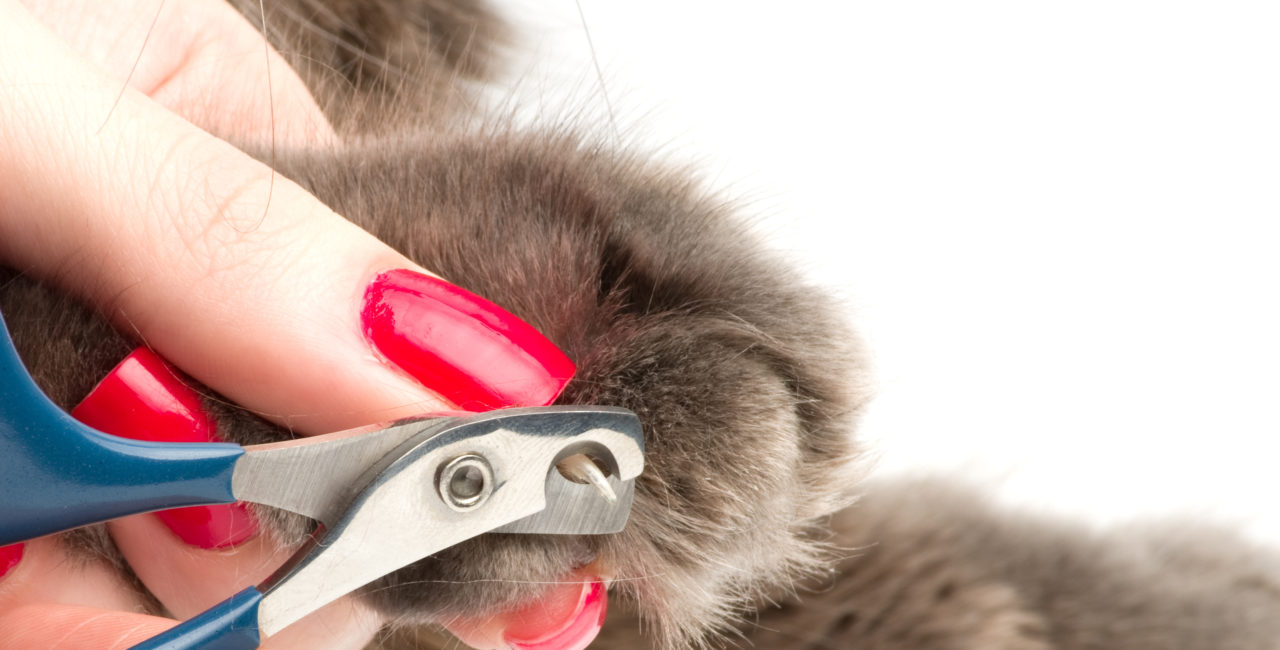 Paws-itive Nail Care: The Importance of Trimming Your Dog's Nails with  Furbaby Pet Care - Furbaby Pet Care