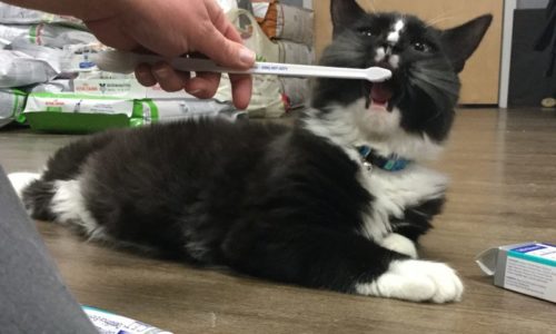 dental-cat-care