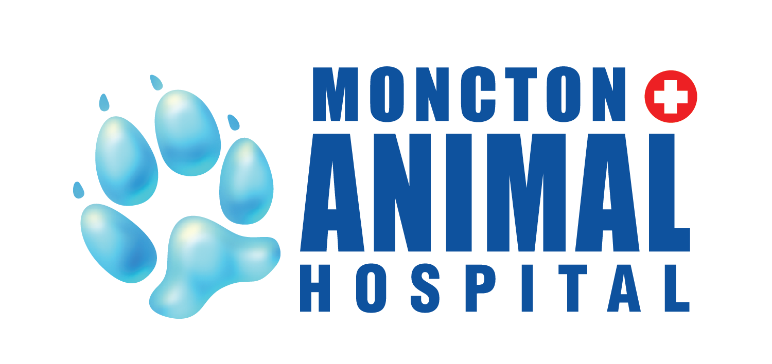 Dr. Amy Harris-Abbott, DVM - Moncton Animal Hospital