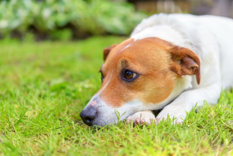 Canine Distemper and its symptons in Dogs