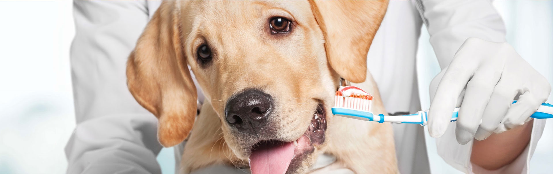 dog-dental-service