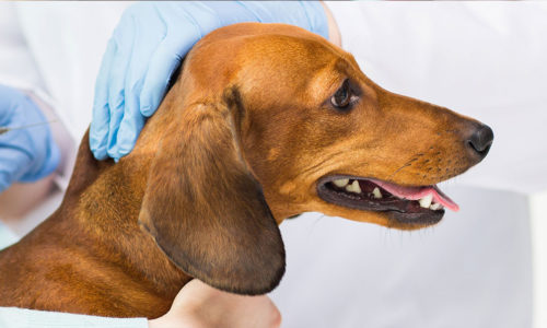 dog-vaccinations