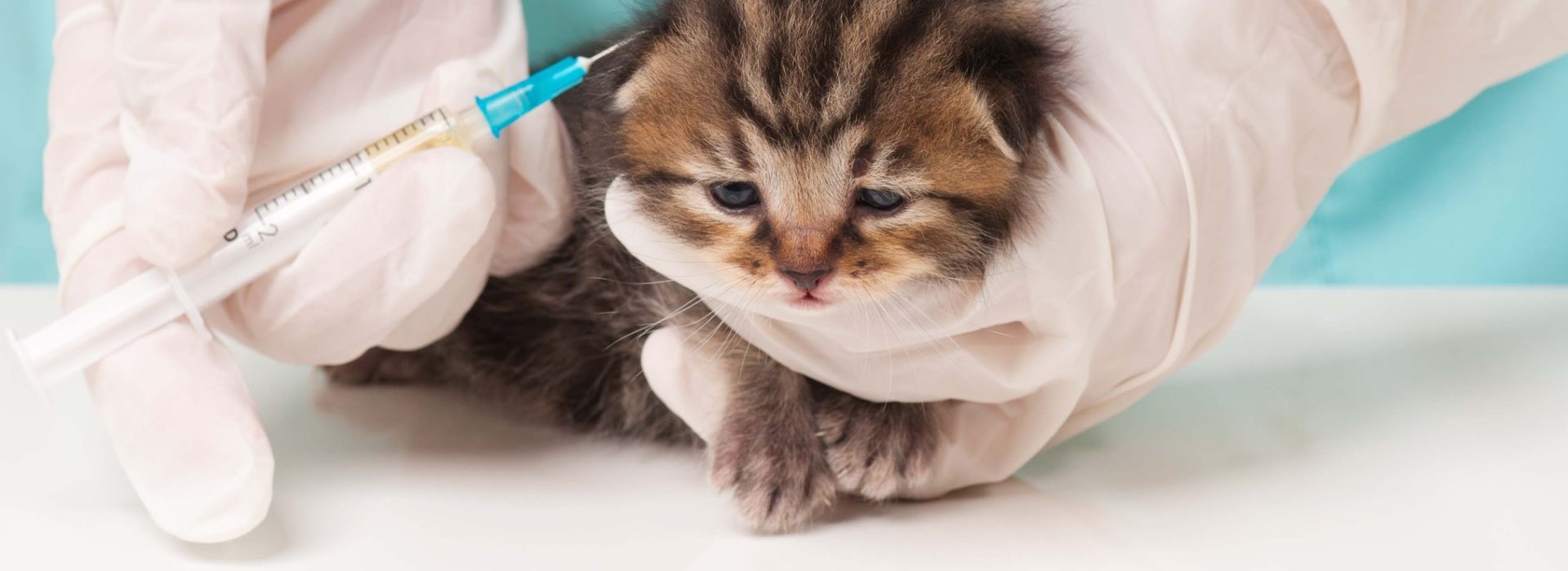 kitty-vaccination