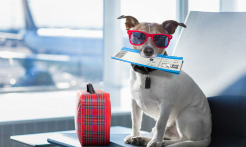 Travelling with Your Pets During the Holidays