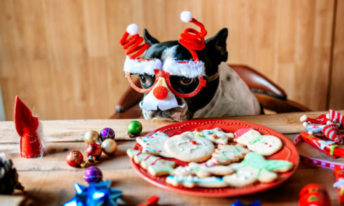 Tips of Holiday Gifts for your Pets