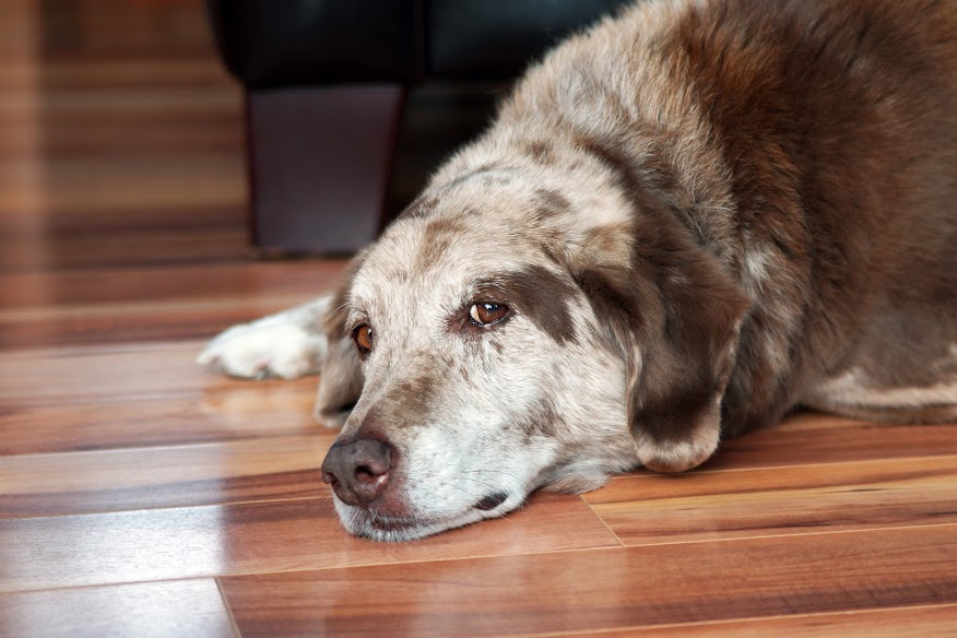 Deciding When to Euthanize Your Best Friend? - Moncton Animal Hospital