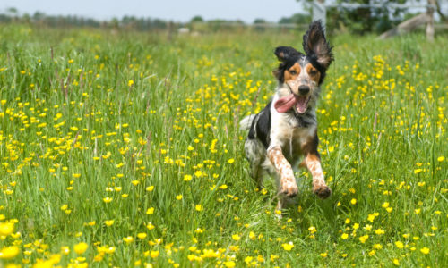 Dog Playing in a Field with Flowers