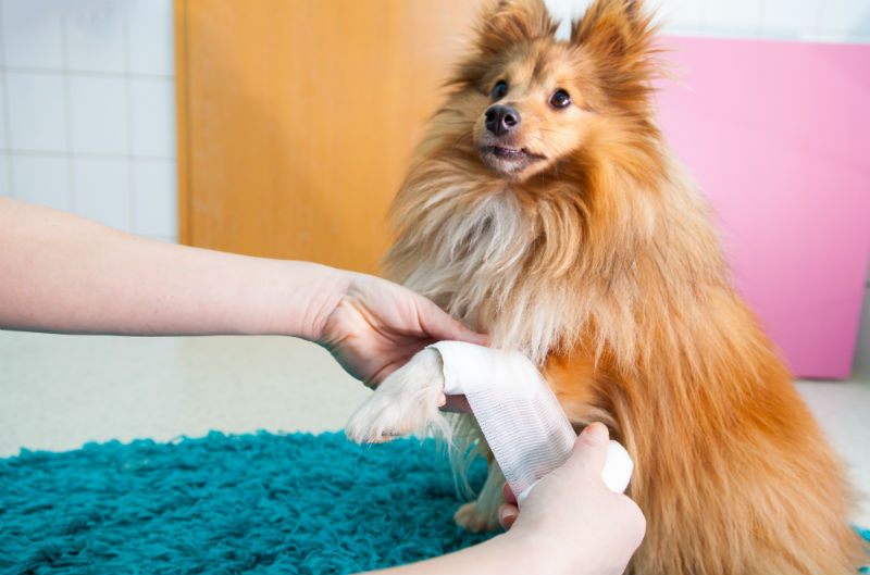 Create a Pet First Aid Kit - Moncton Animal Hospital